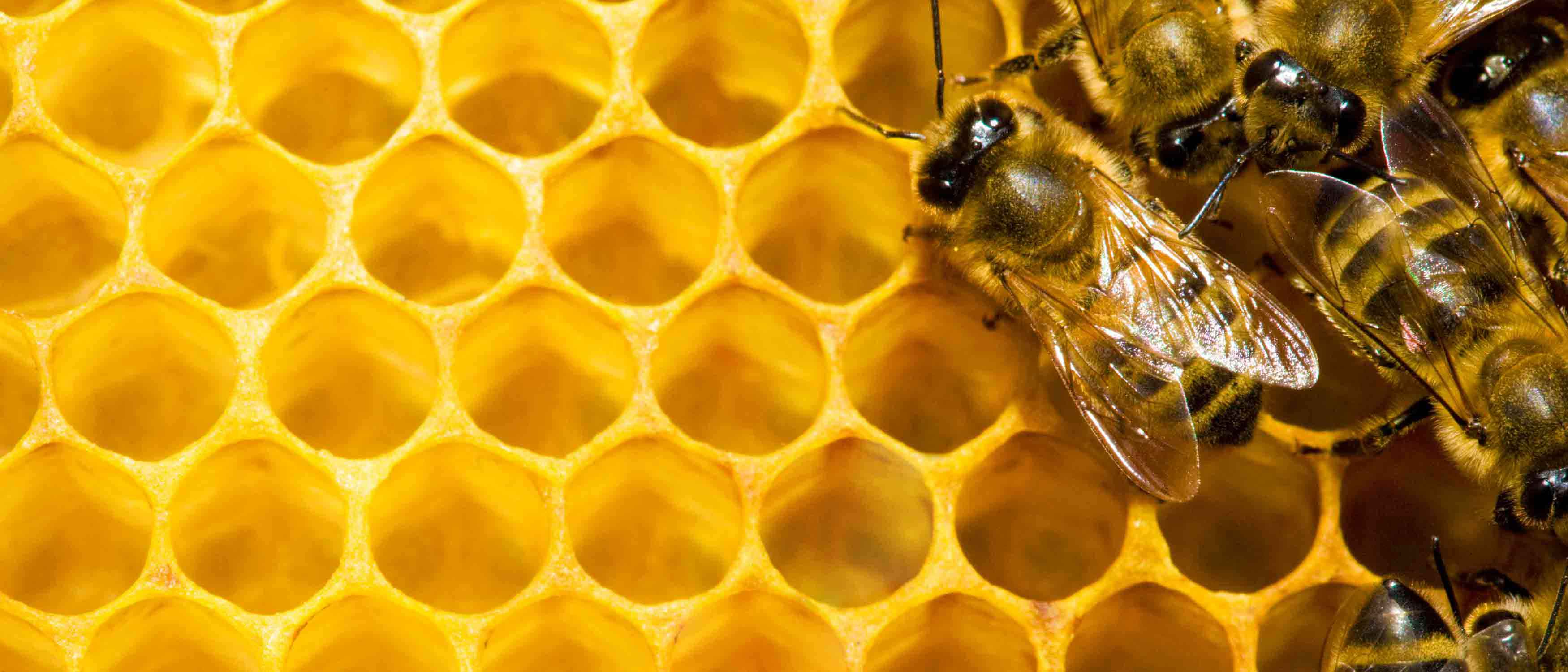 Aufwandsentschädigung für Bienensachverständige