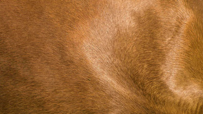 Equine Infektiöse Anämie (EIA) oder Ansteckende Blutarmut der Einhufer